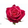 Rosa Gr Cherry O!