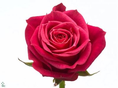 Rosa Gr Cherry O!