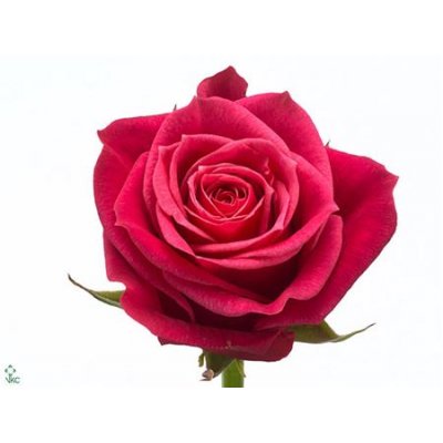Rosa Gr Cherry O!