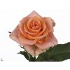 Rosa Gr Colandro