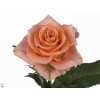 Rosa Gr Colandro