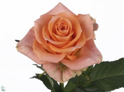 Rosa Gr Colandro