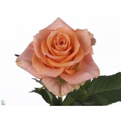Rosa Gr Colandro