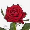 Rosa Gr Con Amore