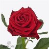 Rosa Gr Con Amore