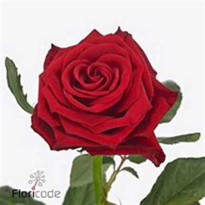 Rosa Gr Con Amore
