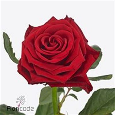 Rosa Gr Con Amore