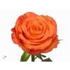Rosa Gr Confidential