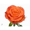 Rosa Gr Confidential
