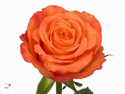 Rosa Gr Confidential