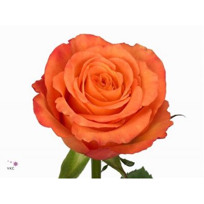 Rosa Gr Confidential