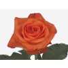 Rosa Gr Copacabana