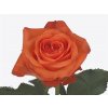 Rosa Gr Copacabana