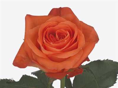 Rosa Gr Copacabana