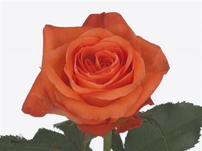 Rosa Gr Copacabana