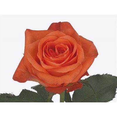 Rosa Gr Copacabana