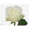 Rosa Gr Countdown