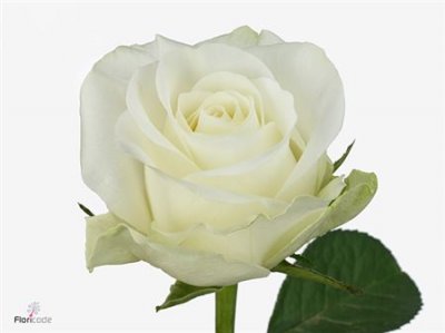 Rosa Gr Countdown