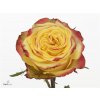 Rosa Gr Crimson Sky+