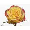 Rosa Gr Crimson Sky+