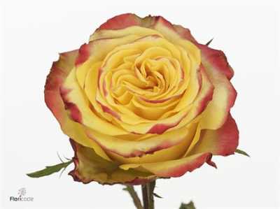 Rosa Gr Crimson Sky+