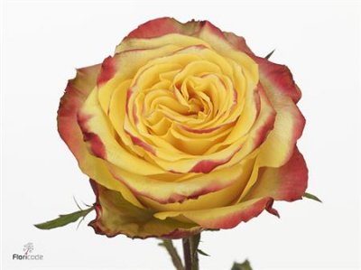 Rosa Gr Crimson Sky+