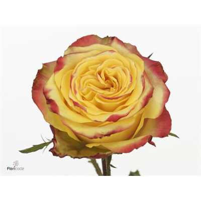 Rosa Gr Crimson Sky+