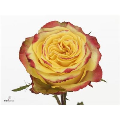Rosa Gr Crimson Sky+