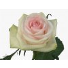 Rosa Gr Cupcake