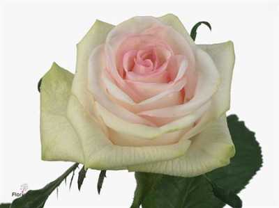 Rosa Gr Cupcake