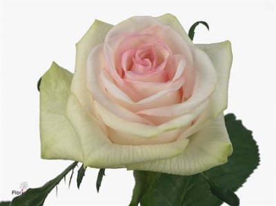 Rosa Gr Cupcake