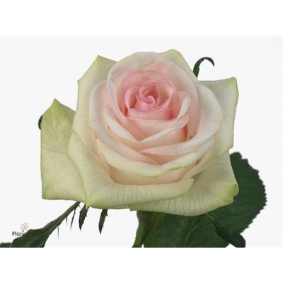 Rosa Gr Cupcake