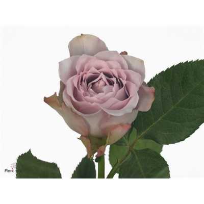 Rosa Gr Dancing Clouds