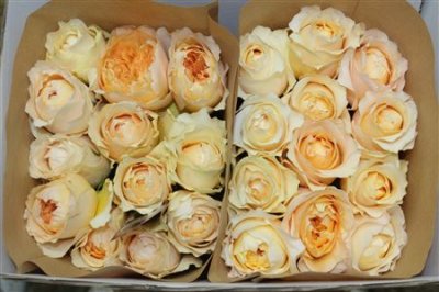 Rosa Gr David Austin Effie