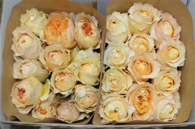 Rosa Gr David Austin Effie