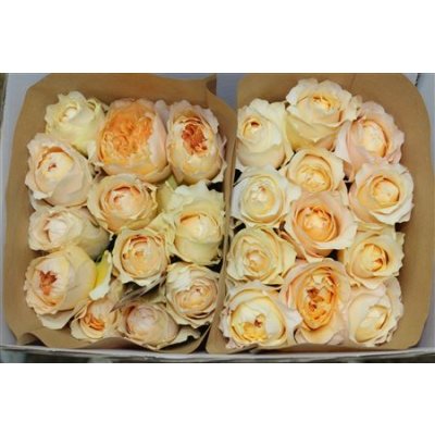 Rosa Gr David Austin Effie