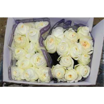 Rosa Gr David Austin Ella