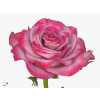 Rosa Gr Deep Purple