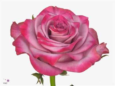 Rosa Gr Deep Purple