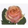 Rosa Gr Dividend