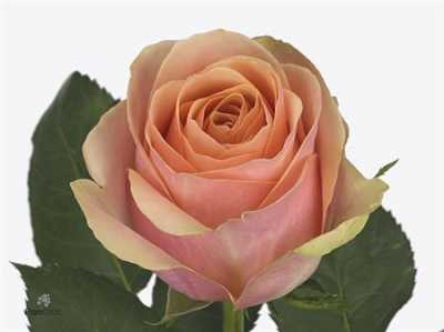 Rosa Gr Dividend