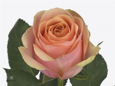 Rosa Gr Dividend