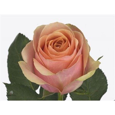 Rosa Gr Dividend