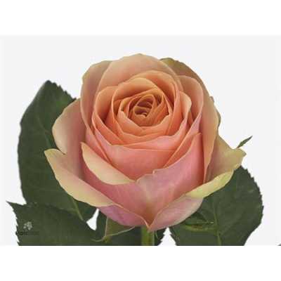 Rosa Gr Dividend