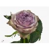 Rosa Gr Dolcetto!