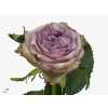 Rosa Gr Dolcetto!