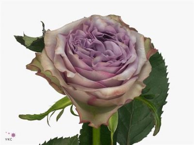 Rosa Gr Dolcetto!