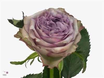 Rosa Gr Dolcetto!