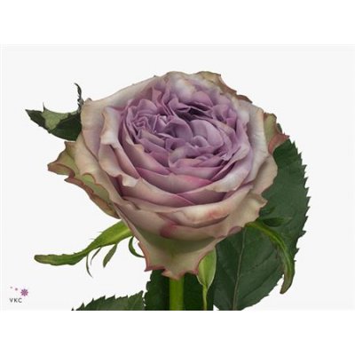 Rosa Gr Dolcetto!