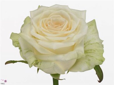 Rosa Gr Dolomiti A2